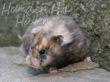 Lola- Yellow Black Syrian Longhaired